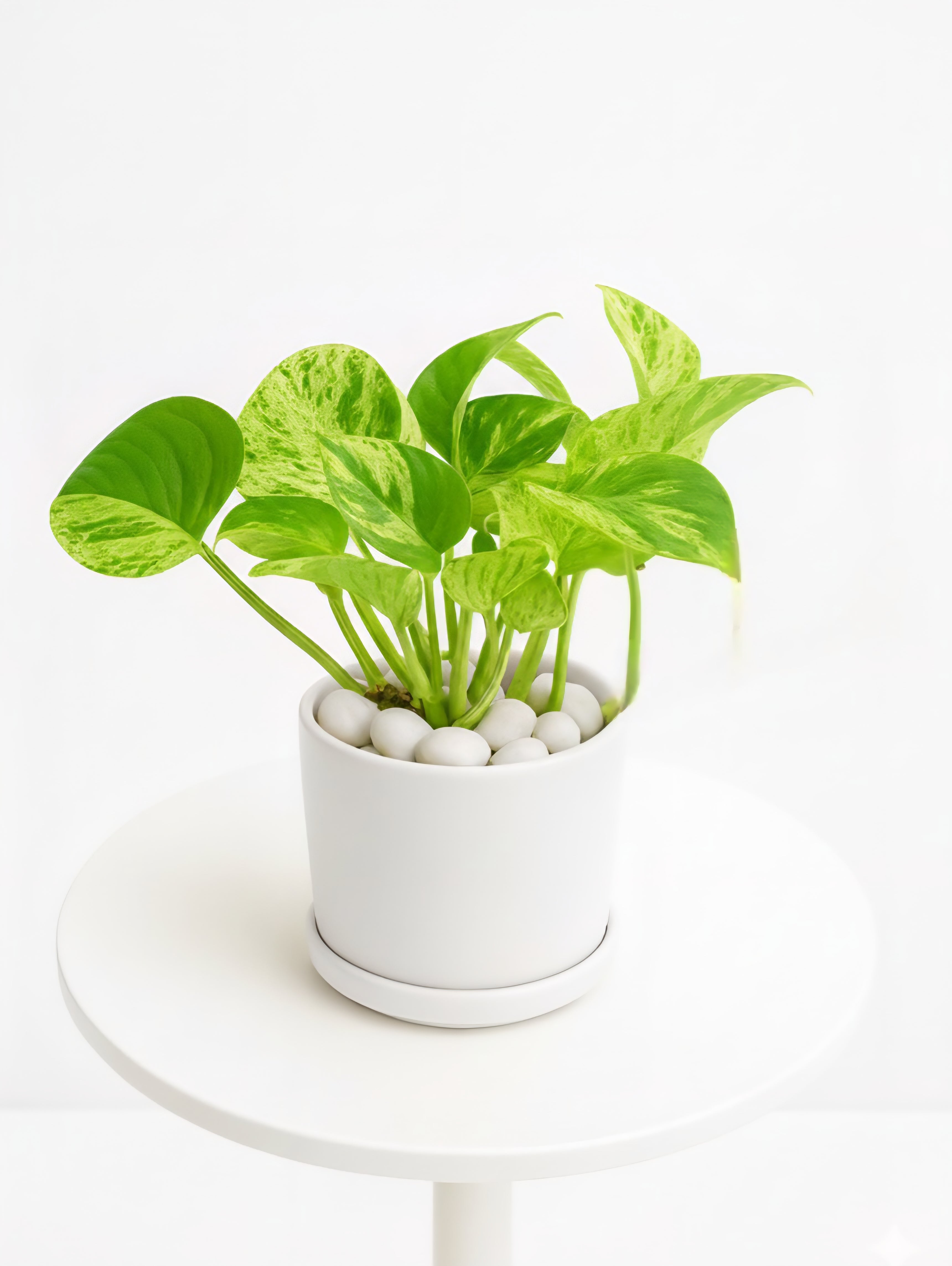Marble Queen Pothos — Round Pot + Saucer