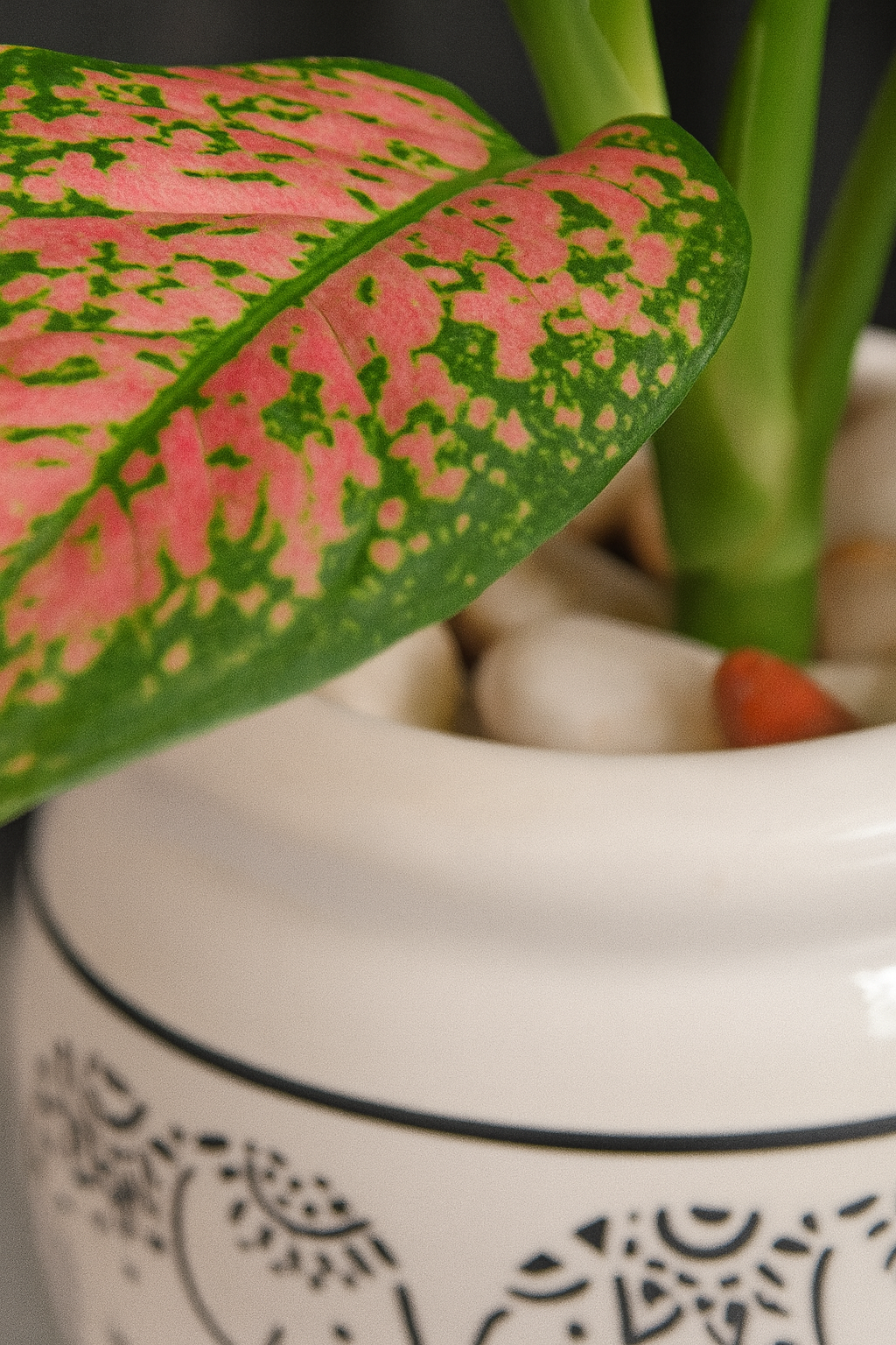 Blush Aglaonema (Pink) — Elephant-print Ceramic + White Pebbles