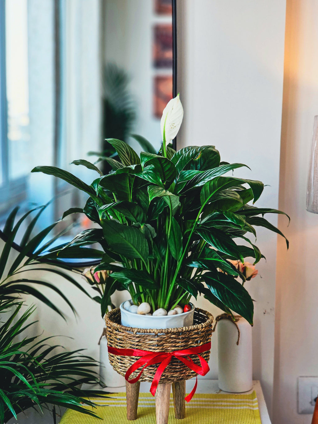 Peace Lily (Spathiphyllum) — Big Size + Premium ceramic pot with flush saucer