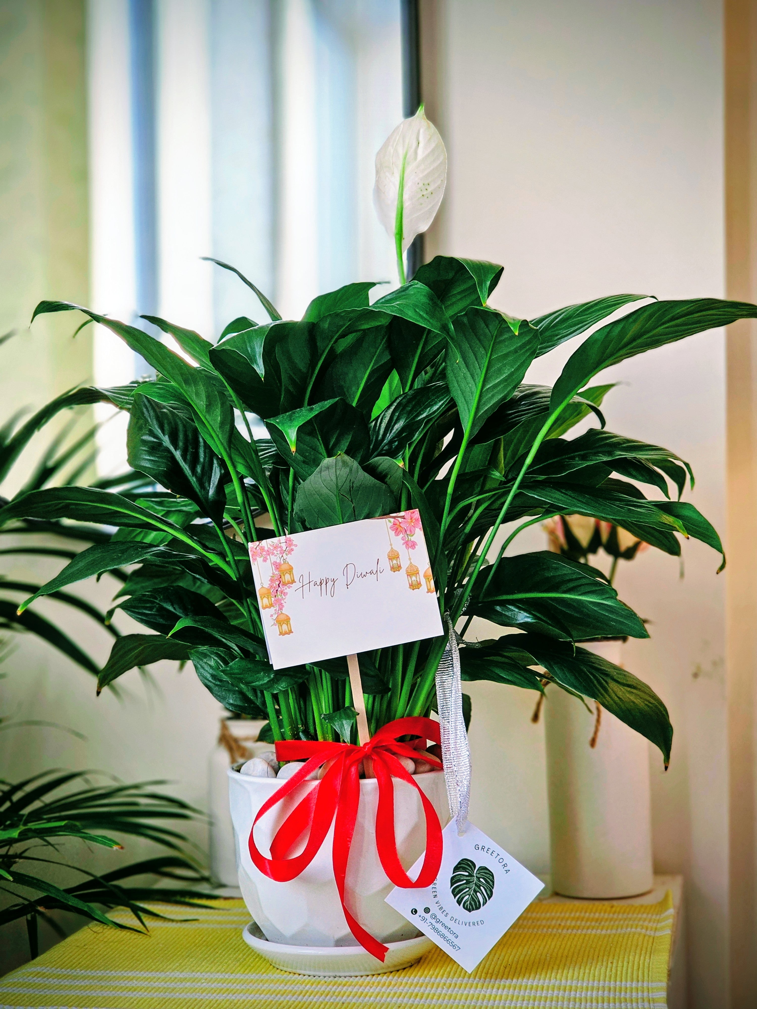 Peace Lily (Spathiphyllum) — Big Size + Premium ceramic pot with flush saucer