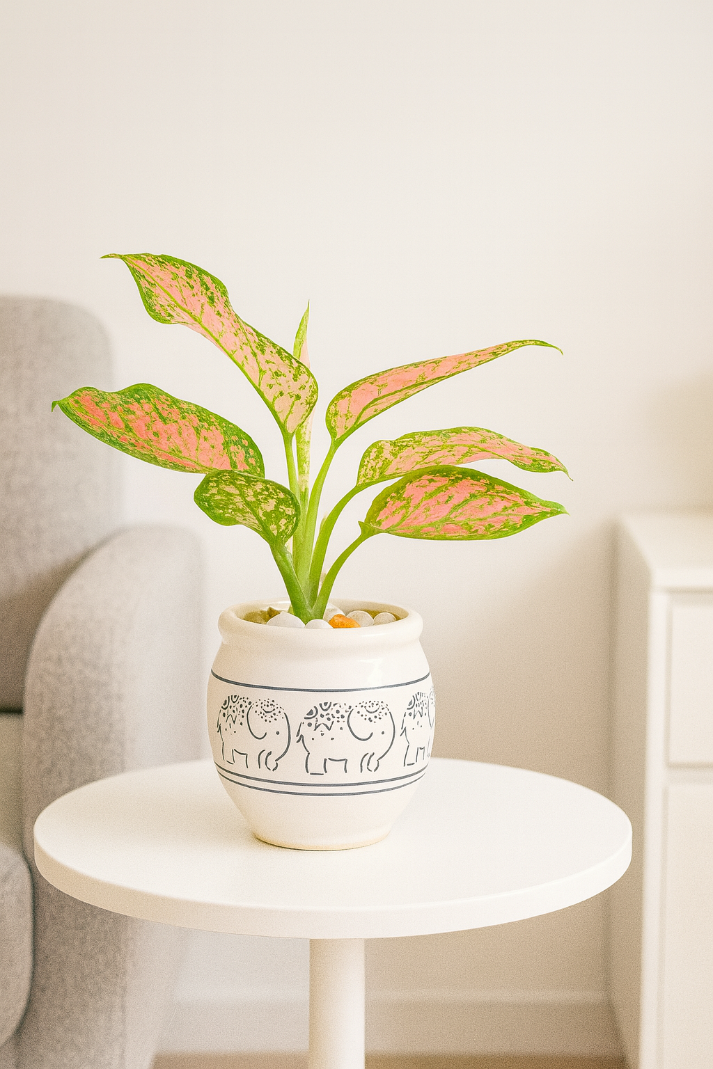 Blush Aglaonema (Pink) — Elephant-print Ceramic + White Pebbles