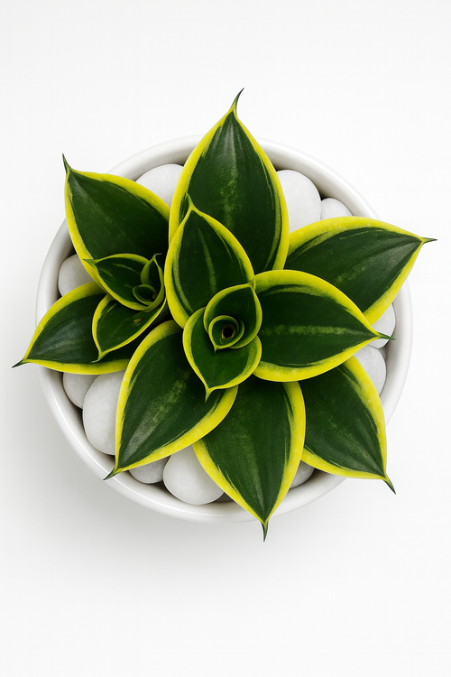 Dwarf Snake Plant ‘Golden Hahnii’ — Glossy White Round Bowl