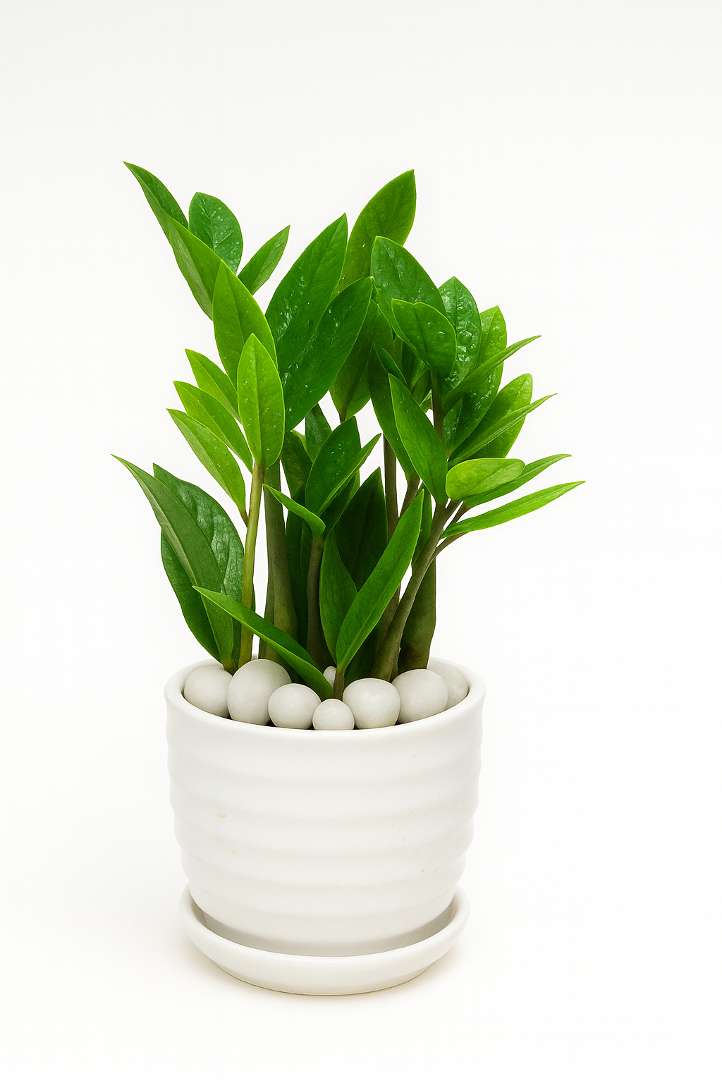 ZZ Plant — Glossy White Ripple Pot