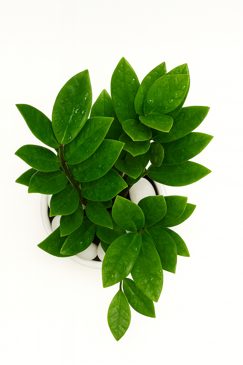 ZZ Plant — Glossy White Ripple Pot