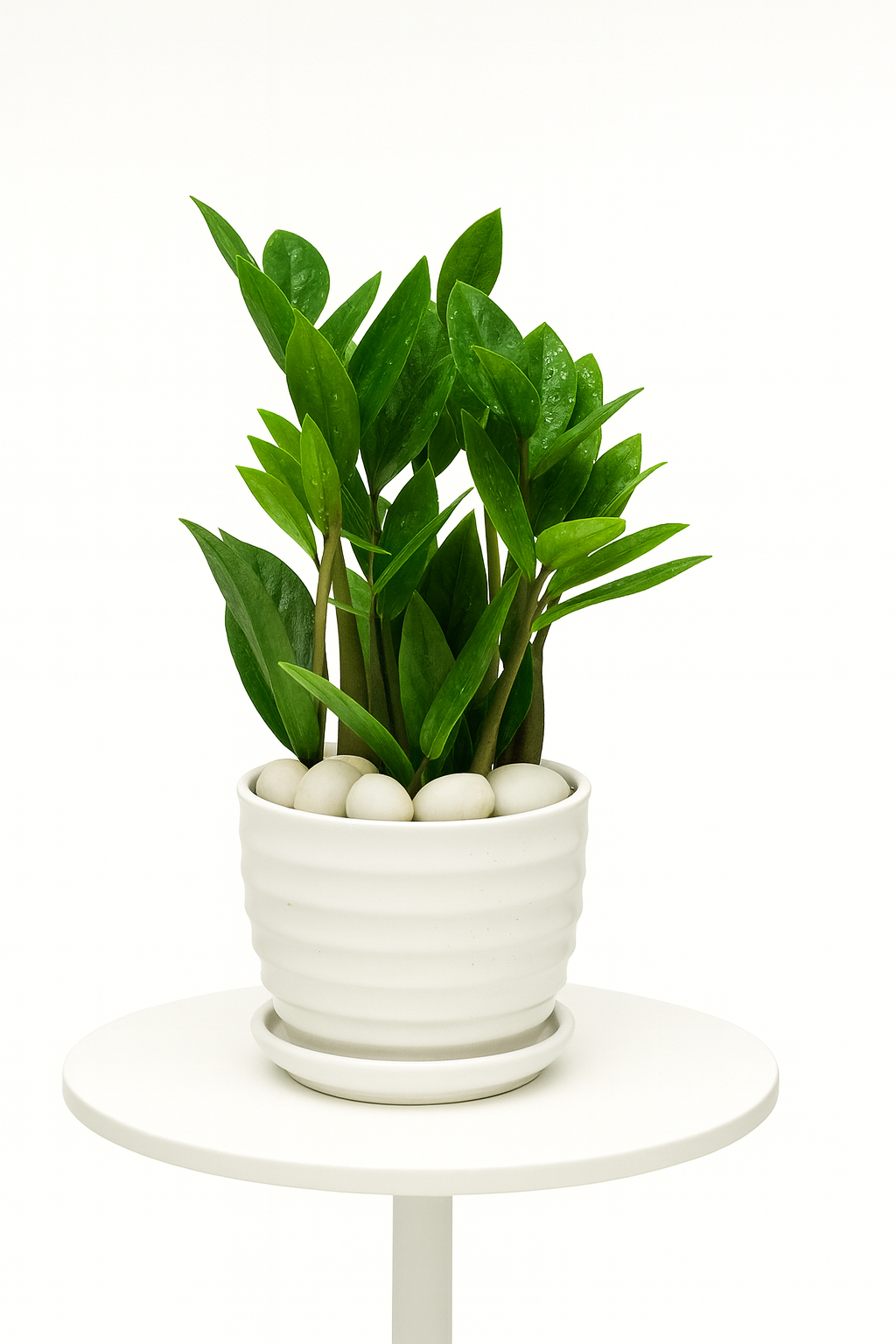 ZZ Plant — Glossy White Ripple Pot