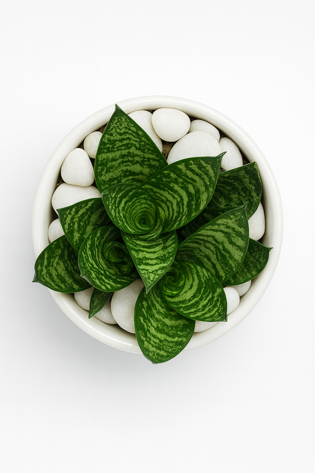 Dwarf Snake Plant (Hahnii Green) — Glossy White Round Pot