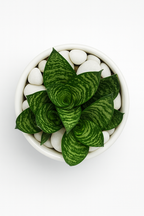 Dwarf Snake Plant (Hahnii Green) — Glossy White Round Pot