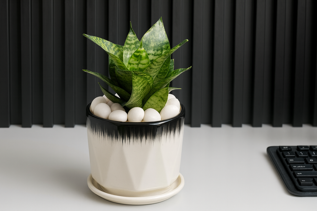 Snake Plant (Hahnii Green) — Geometric White Ceramic with Black Drip Rim + Saucer