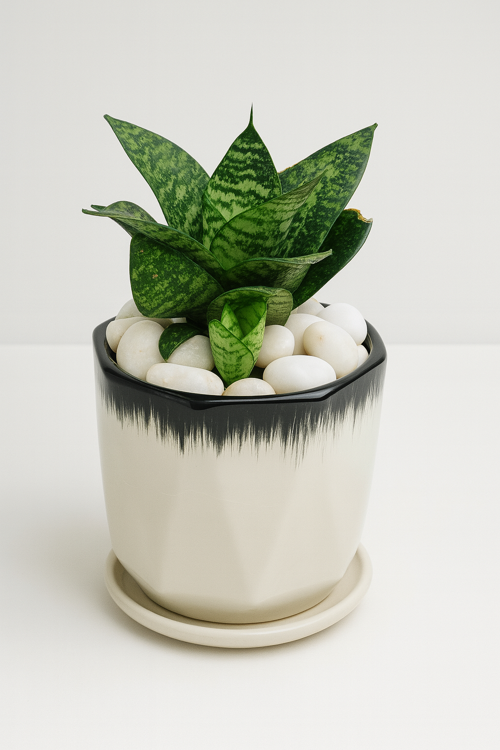 Snake Plant (Hahnii Green) — Geometric White Ceramic with Black Drip Rim + Saucer