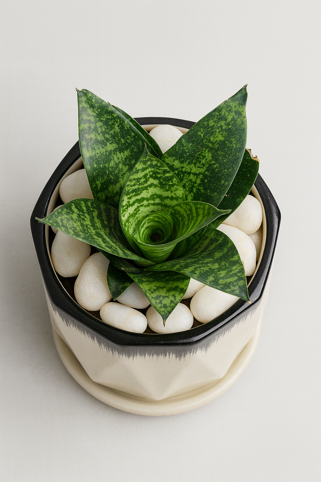 Snake Plant (Hahnii Green) — Geometric White Ceramic with Black Drip Rim + Saucer