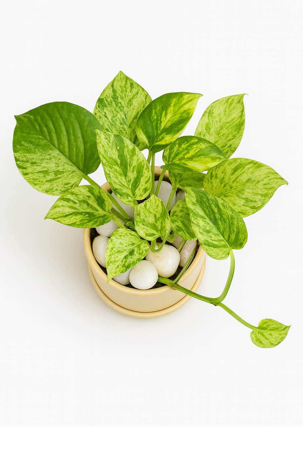 Marble Queen Pothos — Round Pot + Saucer