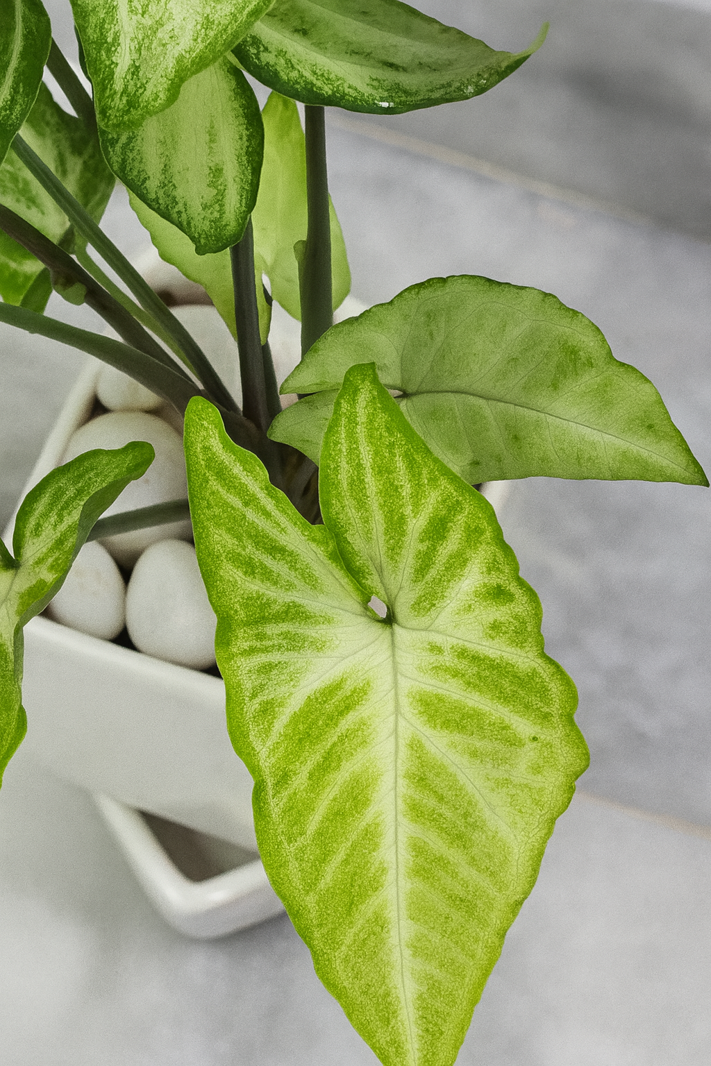 Syngonium ‘White/Butterfly’ — White Square Pot + Square Saucer