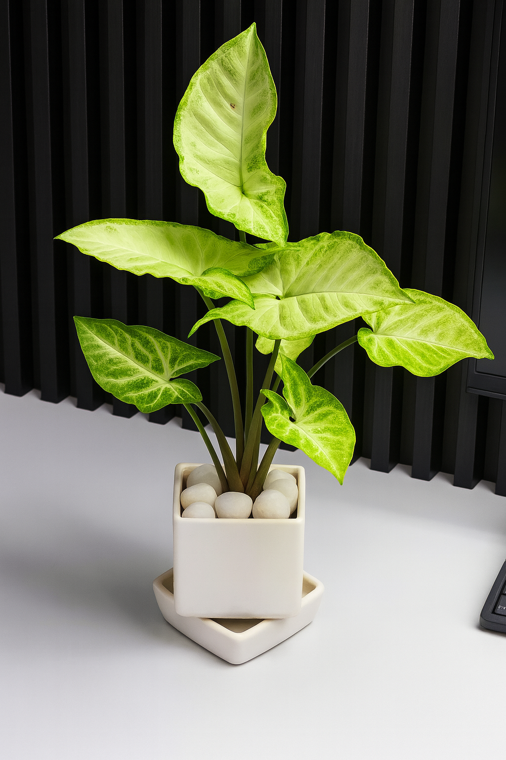 Syngonium ‘White/Butterfly’ — White Square Pot + Square Saucer