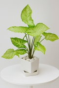 Syngonium ‘White/Butterfly’ — White Square Pot + Square Saucer