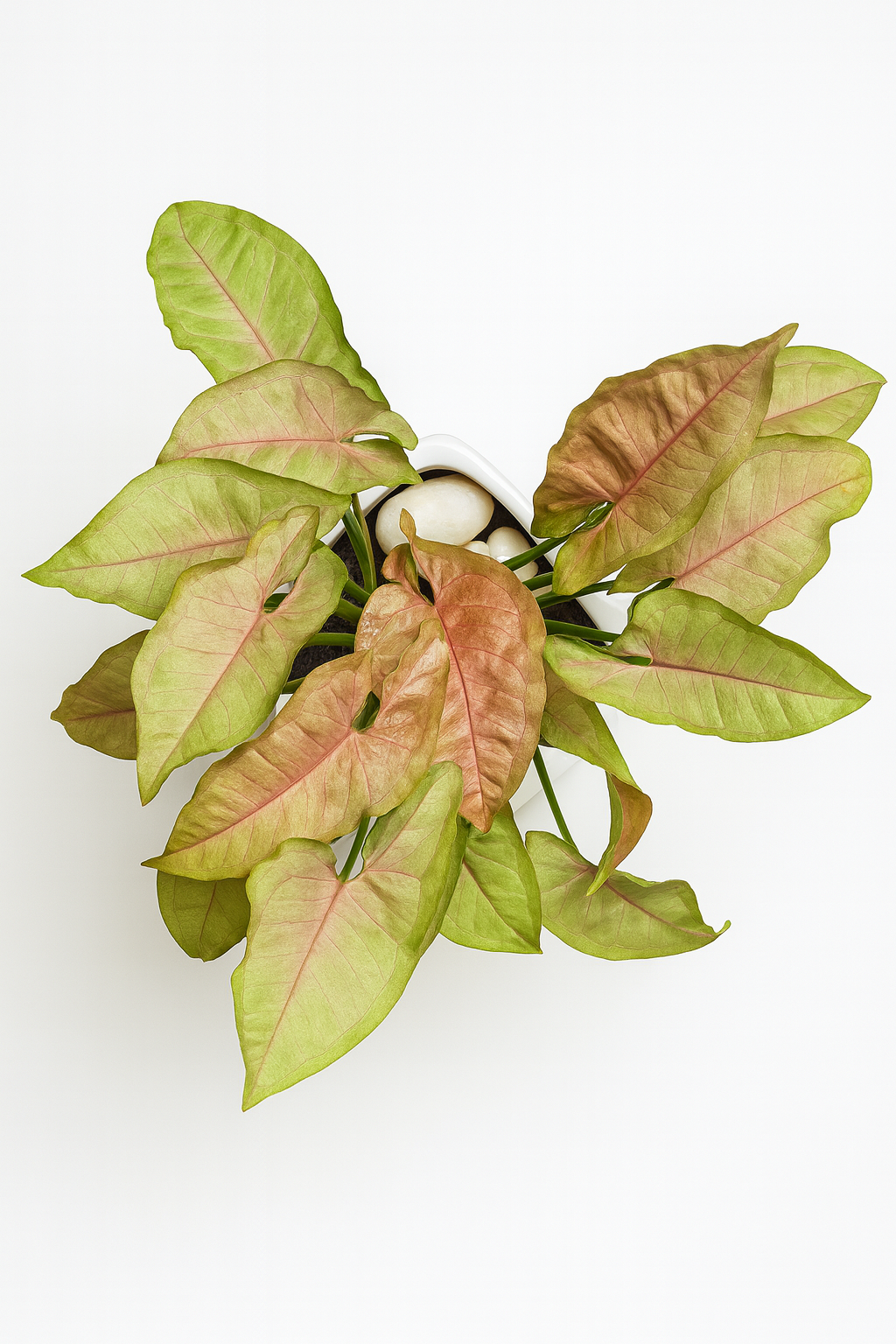 Pink Syngonium — White Square Pot + Square Saucer